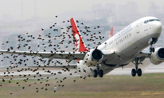 bird strike